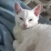 arkhylyel