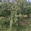 azer.memmedov288