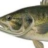 fishbrand0