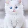 om.abdelouaheb
