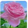 iress.31346