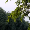 Mùa Hạ Cuối Cùng 🌄
