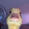autistic_adrian