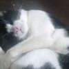 happypaws24