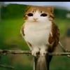nemi_236