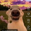 florin_real4