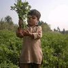 muhammad.tariq7882