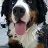 nonnaflauwers