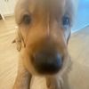 allison.harrison2