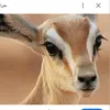 zebahroh5