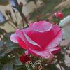 lona9943