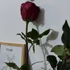 ﮼نورا.