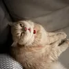 dazzie_1