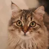 winnie_siberiancat