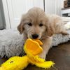 marleythegoldieee