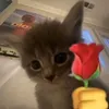 insalsa_