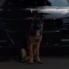 norcal.gsd