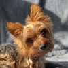 super_yorkie_broly