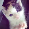 meilincc3