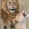 animalsvideo787