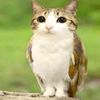 meowl_meowl56