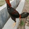 kepoo_wongbloro