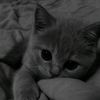 loin_18_0