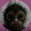 jxmelrii