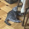 elene.barbakadze59