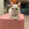 _yuki.snow.kitty_