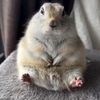 shrimp_801