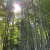 masa125017