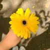 fatema.ali0282