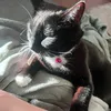 missesfox7