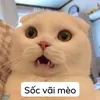 piuquacamkocng