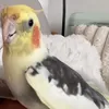 usernebitnamala1234