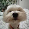 .robloxsiara7