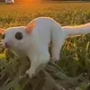 lil_rodent46