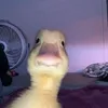 ttsouza_6