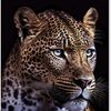 jaguar515515
