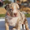 bully.love4