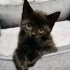 black.cat.40