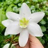hoahongtuyet193