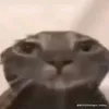 taosimpcappie