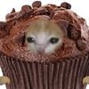 muffin6164