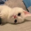 rescuefurryanimals