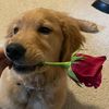 l1ght_dog