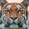 primal survivor