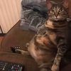 catfoytreaj
