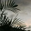 pigio8